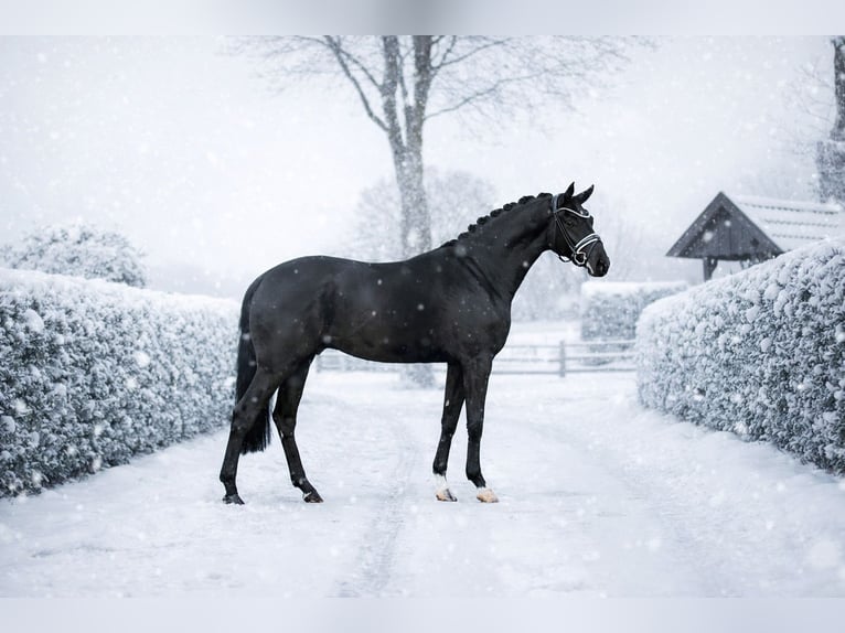 Hanoverian Gelding 4 years 16,2 hh Black in Vechta