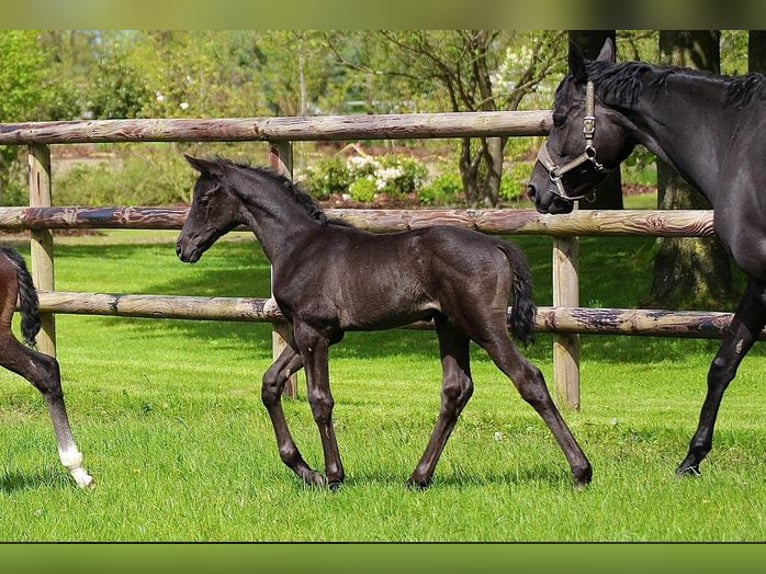 Hanoverian Gelding 4 years 16,2 hh Black in Lohbarbek