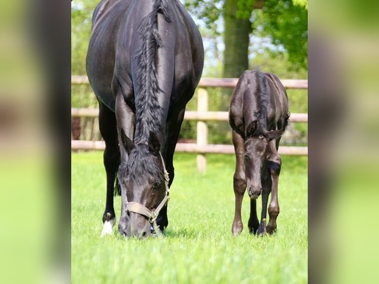Hanoverian Gelding 4 years 16,2 hh Black in Lohbarbek