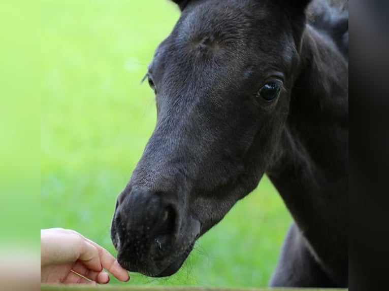 Hanoverian Gelding 4 years 16,2 hh Black in Lohbarbek