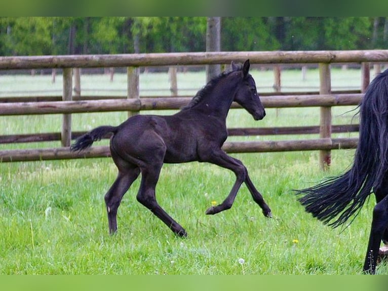 Hanoverian Gelding 4 years 16,2 hh Black in Lohbarbek