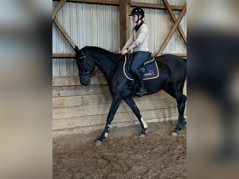 Hanoverian Gelding 4 years 16,2 hh Black in Lohbarbek