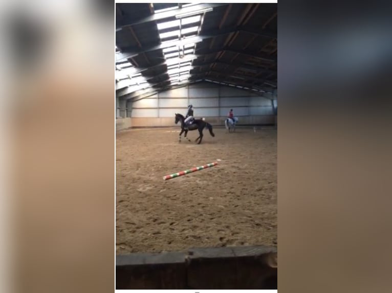 Hanoverian Gelding 4 years 16,2 hh Black in Lohbarbek