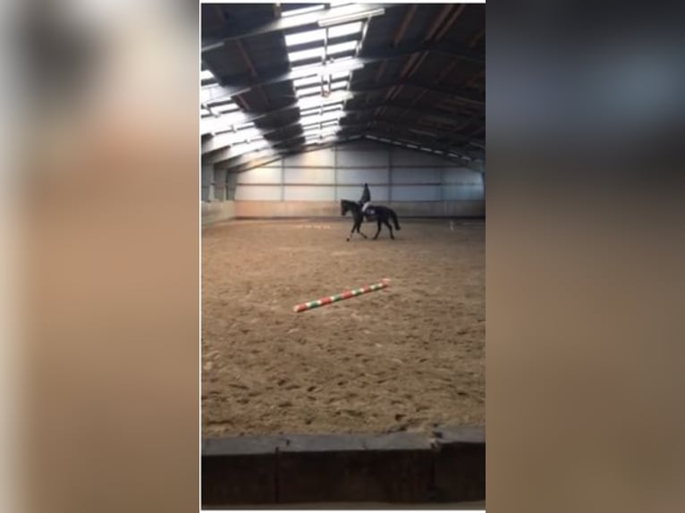 Hanoverian Gelding 4 years 16,2 hh Black in Lohbarbek