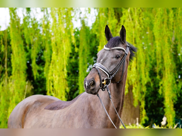 Hanoverian Gelding 4 years 16,2 hh Brown in Coesfeld