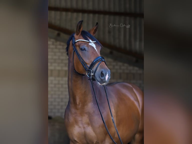 Hanoverian Gelding 4 years 16,2 hh Brown in Dr&#xFC;beck