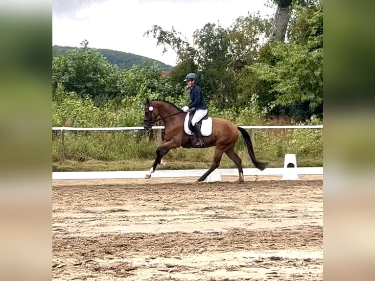 Hanoverian Gelding 4 years 16,2 hh Brown in Dr&#xFC;beck