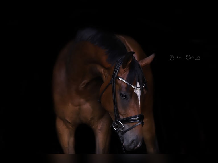 Hanoverian Gelding 4 years 16,2 hh Brown in Dr&#xFC;beck