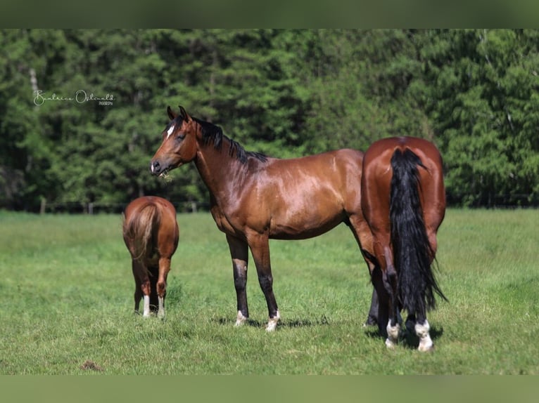 Hanoverian Gelding 4 years 16,2 hh Brown in Dr&#xFC;beck