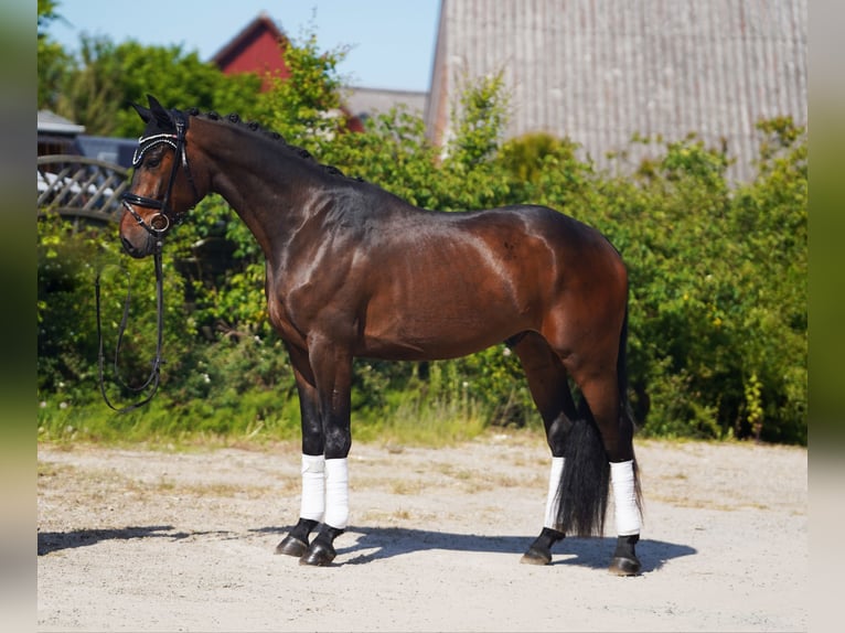 Hanoverian Gelding 4 years 16,2 hh Brown in Hohenfelde
