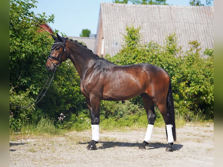 Hanoverian Gelding 4 years 16,2 hh Brown in Hohenfelde