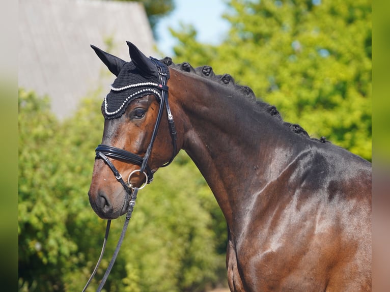Hanoverian Gelding 4 years 16,2 hh Brown in Hohenfelde