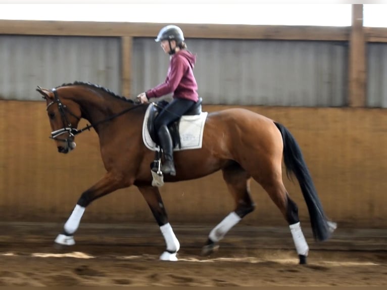 Hanoverian Gelding 4 years 16,2 hh Brown in Fredenbeck