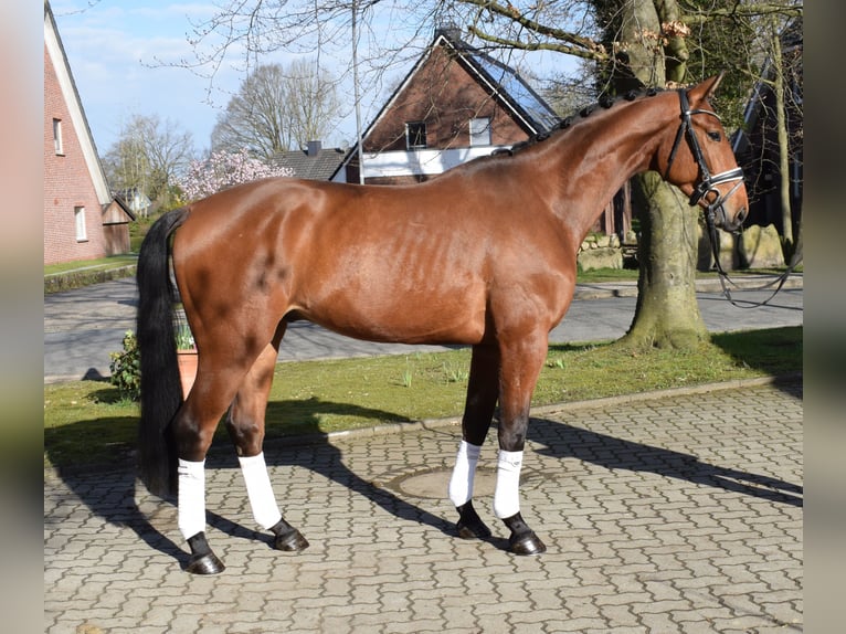Hanoverian Gelding 4 years 16,2 hh Brown in Fredenbeck