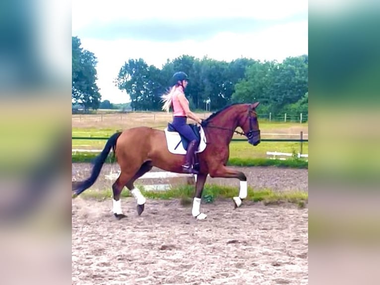 Hanoverian Gelding 4 years 16,2 hh Brown in Kirchlinteln