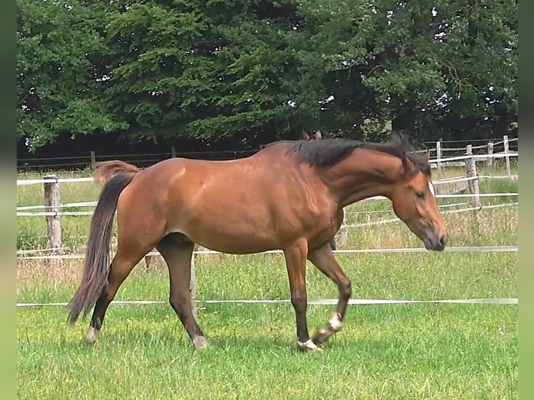 Hanoverian Gelding 4 years 16,2 hh Brown in Ratekau