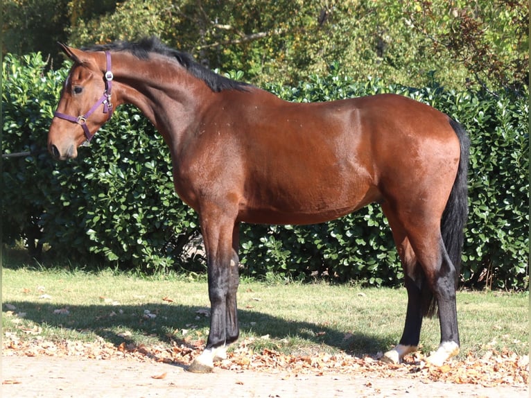 Hanoverian Gelding 4 years 16,2 hh Brown in Selsingen