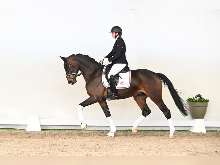 Hanoverian Gelding 4 years 16,2 hh Brown in Saerbeck