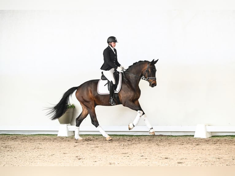 Hanoverian Gelding 4 years 16,2 hh Brown in Saerbeck