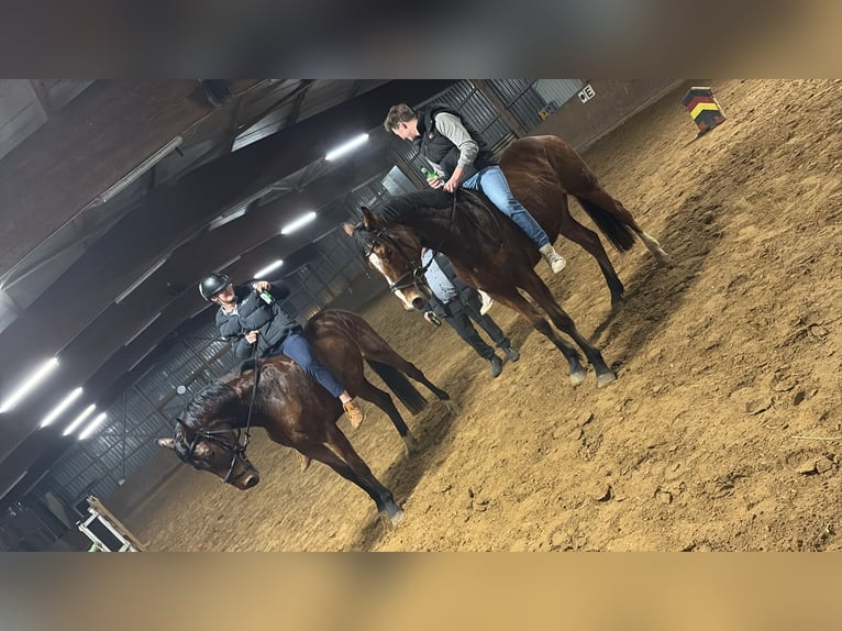 Hanoverian Gelding 4 years 16,2 hh Brown in Oerel