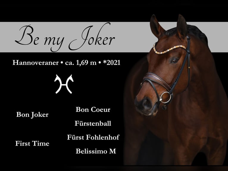 Hanoverian Gelding 4 years 16,2 hh Brown in Wehringen
