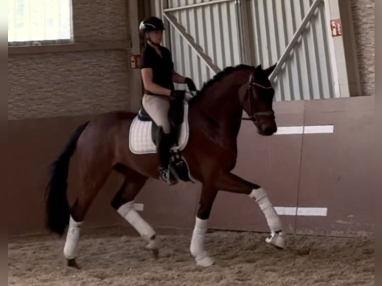 Hanoverian Gelding 4 years 16,2 hh Brown in Wehringen