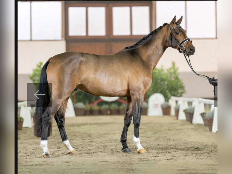 Hanoverian Gelding 4 years 16,2 hh Brown in Bad Endorf
