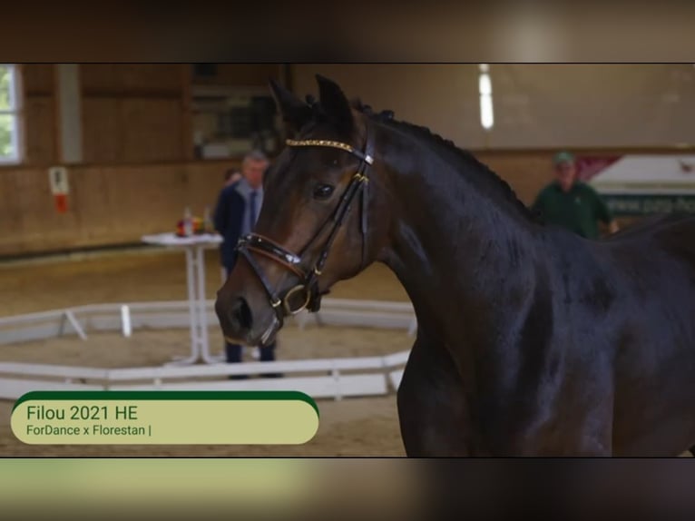 Hanoverian Gelding 4 years 16,2 hh Brown in Weil