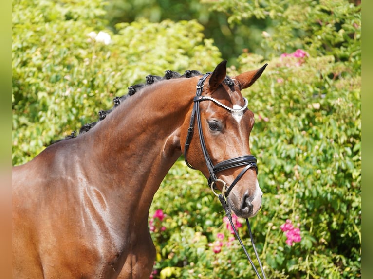 Hanoverian Gelding 4 years 16,2 hh Brown in Hohenfelde