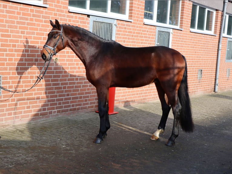 Hanoverian Gelding 4 years 16,2 hh Brown in Celle