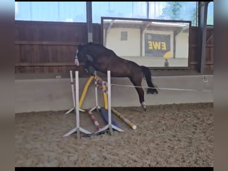 Hanoverian Gelding 4 years 16,2 hh Brown in Grasberg
