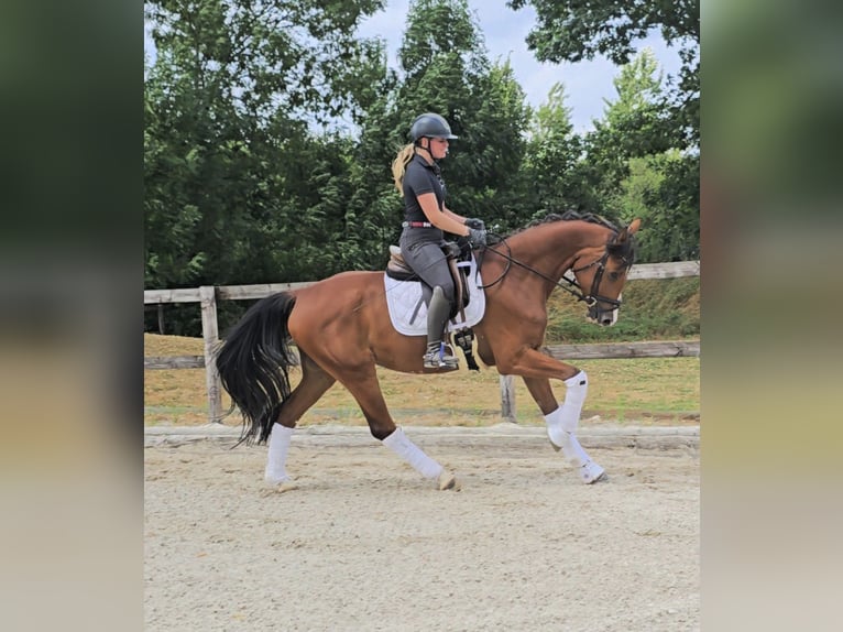 Hanoverian Gelding 4 years 16,2 hh Brown in Kempen