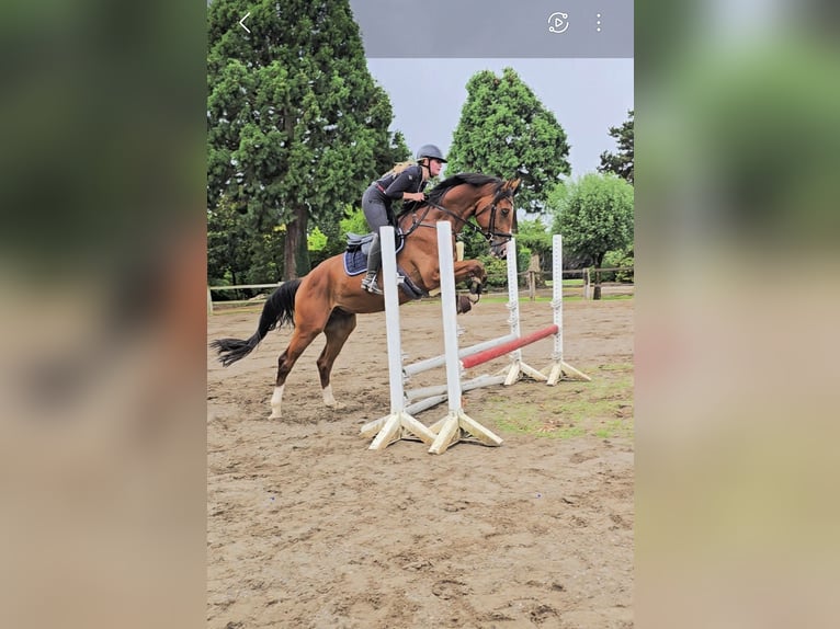 Hanoverian Gelding 4 years 16,2 hh Brown in Kempen