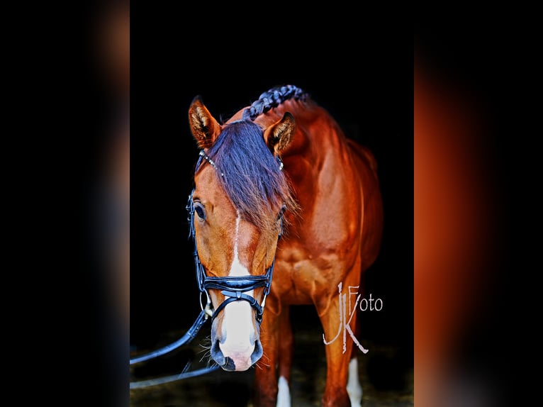Hanoverian Gelding 4 years 16,2 hh Brown in Kempen