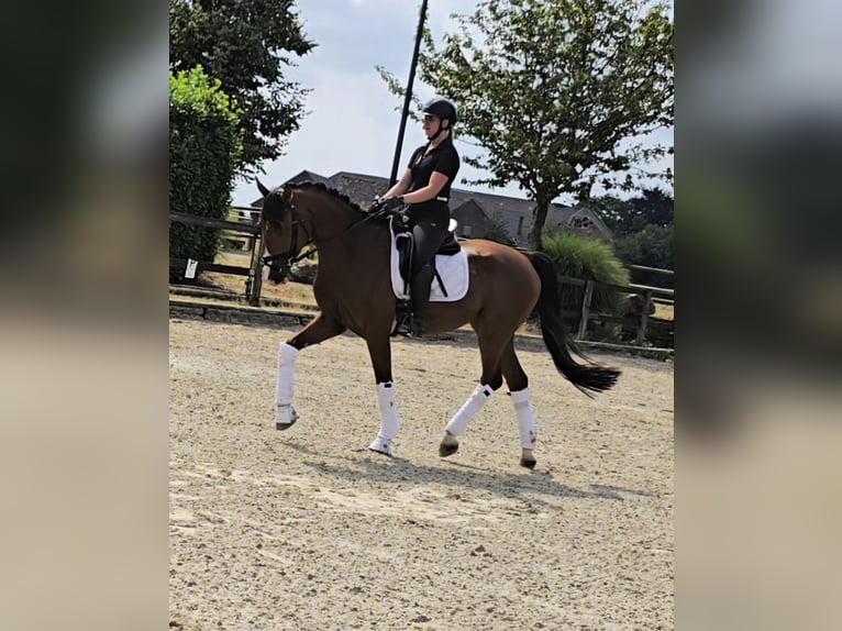 Hanoverian Gelding 4 years 16,2 hh Brown in Kempen