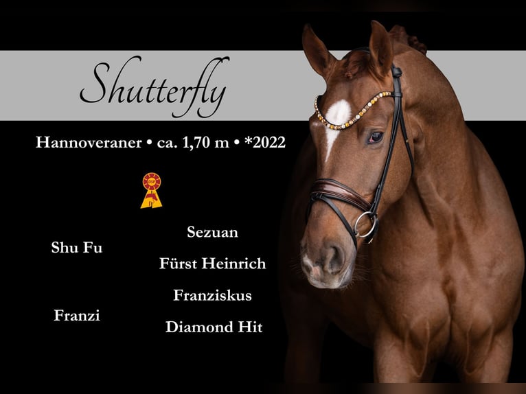 Hanoverian Gelding 4 years 16,2 hh Chestnut in Wehringen