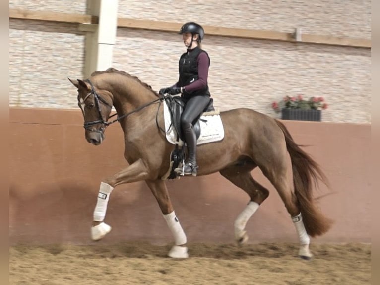 Hanoverian Gelding 4 years 16,2 hh Chestnut in Wehringen