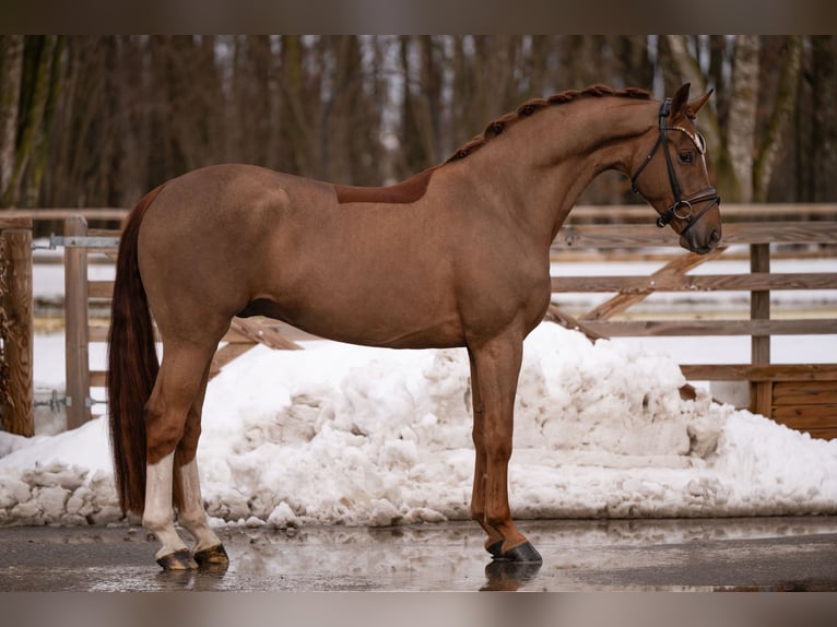 Hanoverian Gelding 4 years 16,2 hh Chestnut in Wehringen