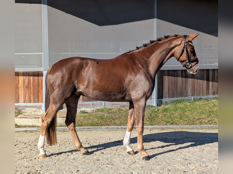 Hanoverian Gelding 4 years 16,2 hh Chestnut in Westerkappeln