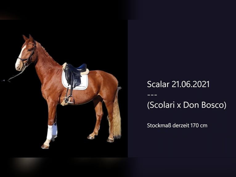 Hanoverian Gelding 4 years 16,2 hh Chestnut-Red in Altenkirchen