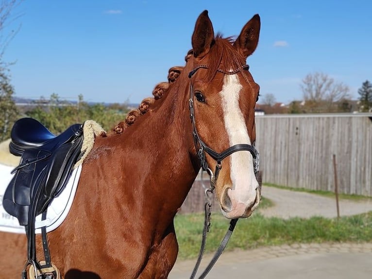 Hanoverian Gelding 4 years 16,2 hh Chestnut-Red in Altenkirchen