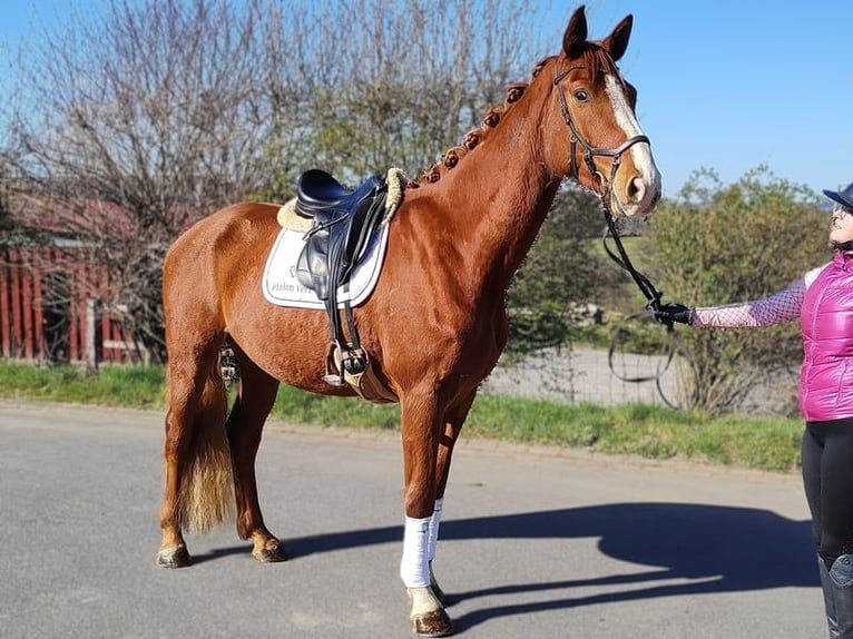 Hanoverian Gelding 4 years 16,2 hh Chestnut-Red in Altenkirchen