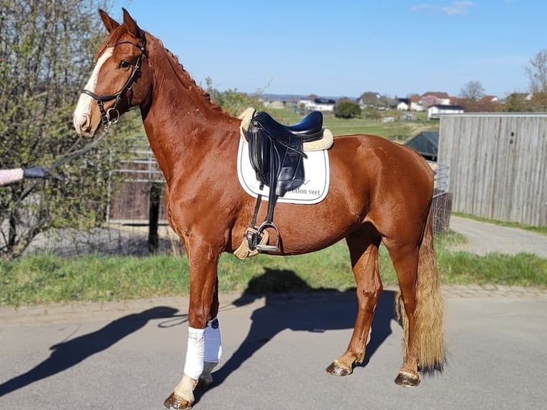 Hanoverian Gelding 4 years 16,2 hh Chestnut-Red in Altenkirchen