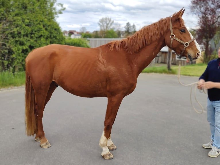 Hanoverian Gelding 4 years 16,2 hh Chestnut-Red in Altenkirchen