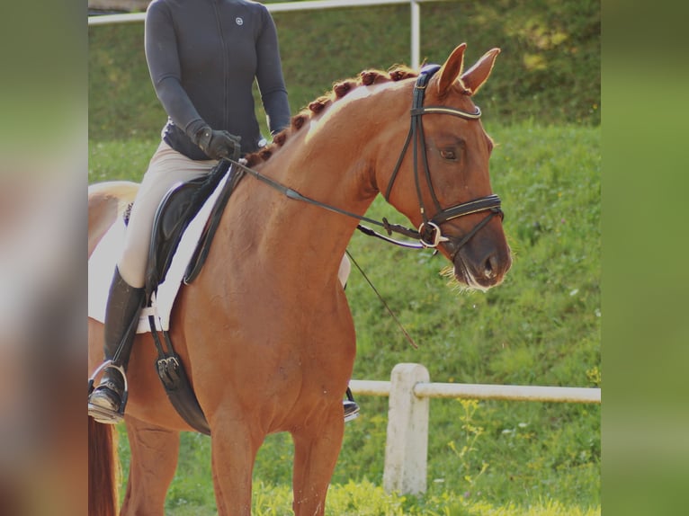 Hanoverian Gelding 4 years 16,2 hh Chestnut-Red in Aschaffenburg