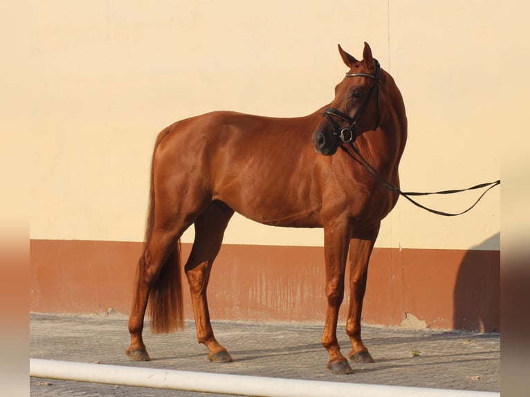 Hanoverian Gelding 4 years 16,2 hh Chestnut-Red in Aschaffenburg