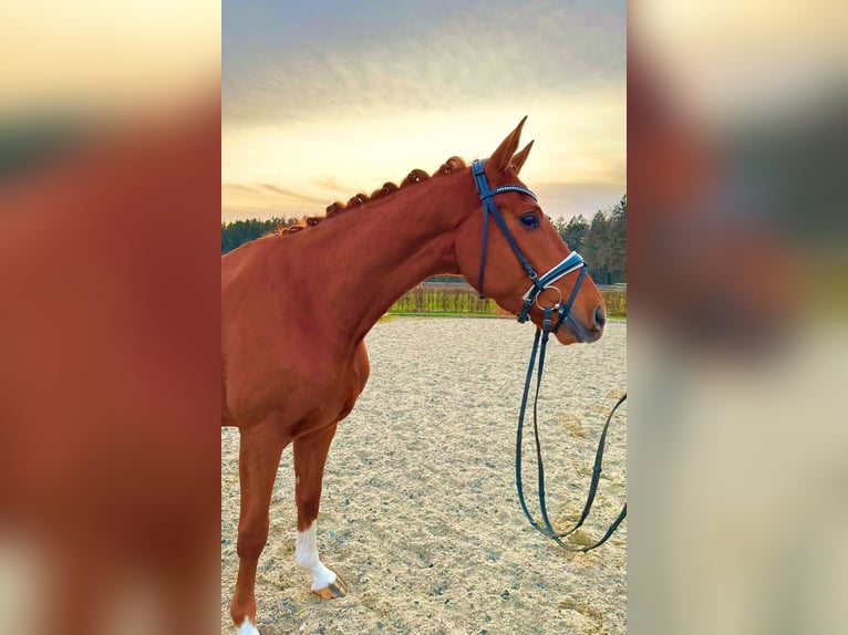 Hanoverian Gelding 4 years 16,2 hh Chestnut-Red in Frelsdorf