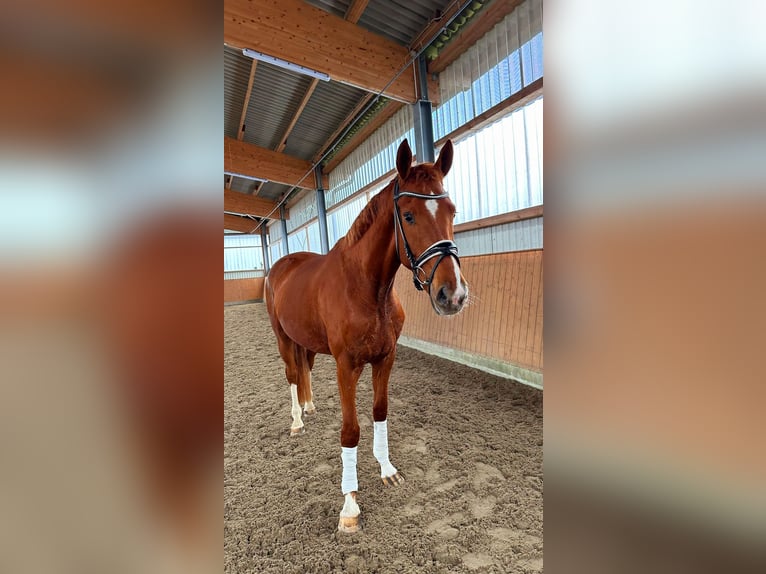 Hanoverian Gelding 4 years 16,2 hh Chestnut-Red in Frelsdorf
