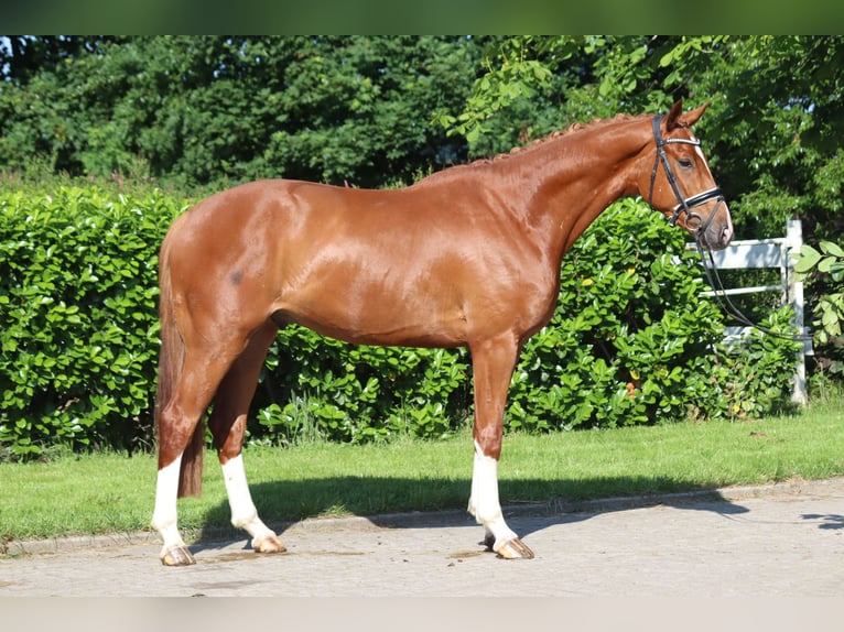 Hanoverian Gelding 4 years 16,2 hh Chestnut-Red in Selsingen