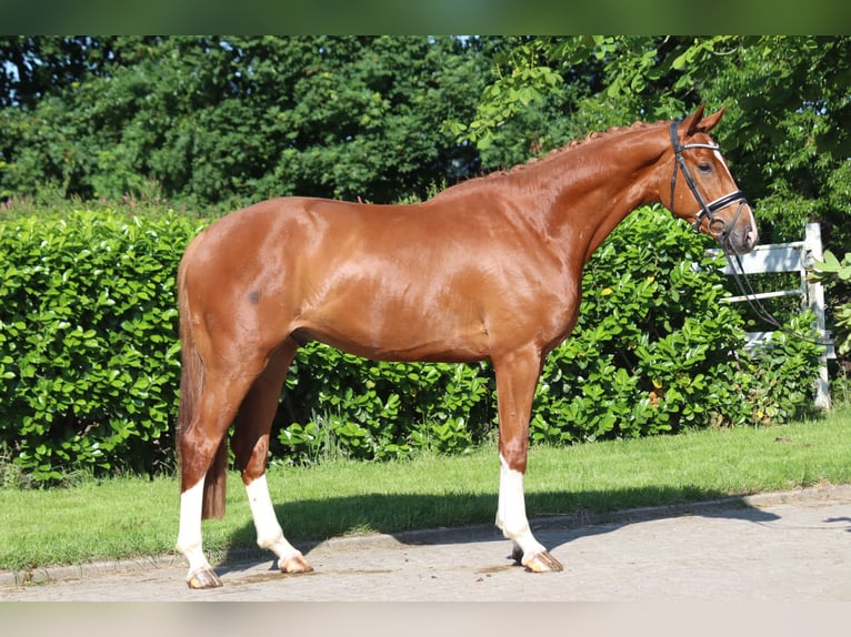 Hanoverian Gelding 4 years 16,2 hh Chestnut-Red in Selsingen